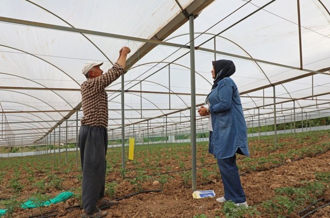 Antalya’da Üreticilere Beyazsinekle Mücadele İçin Renkli Yapışkan Verildi