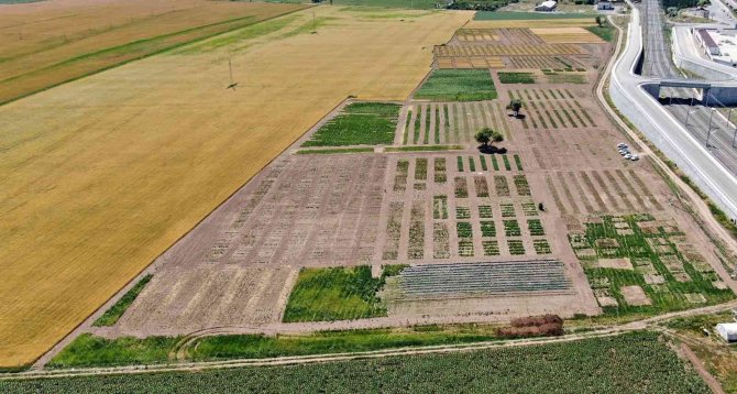 Sivas’ta Tahıl, Baklagiller Ve Yem Bitkilerinde Yapılan Yerli Ve Milli Islah Çalışmaları Dışa Bağımlılığı Bitirecek