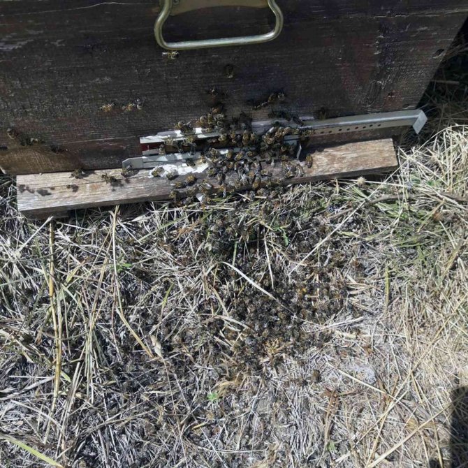 Trakya’daki Muğlalı Arıcılardan ‘Çayır Tırtılı’ İlaçlama Uyarısı