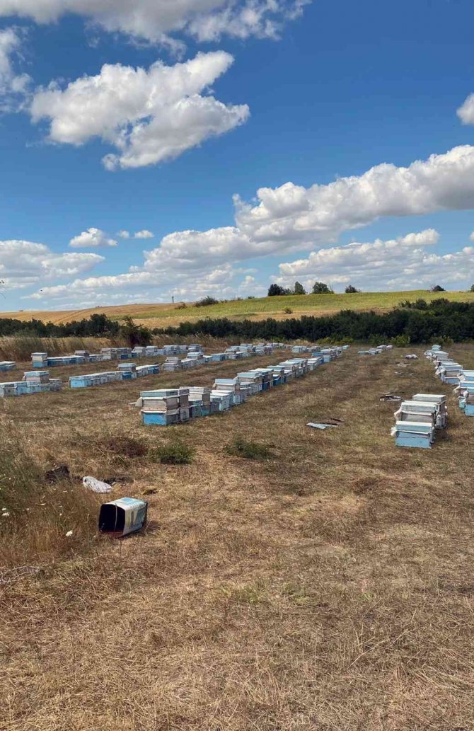 Trakya’daki Muğlalı Arıcılardan ‘Çayır Tırtılı’ İlaçlama Uyarısı