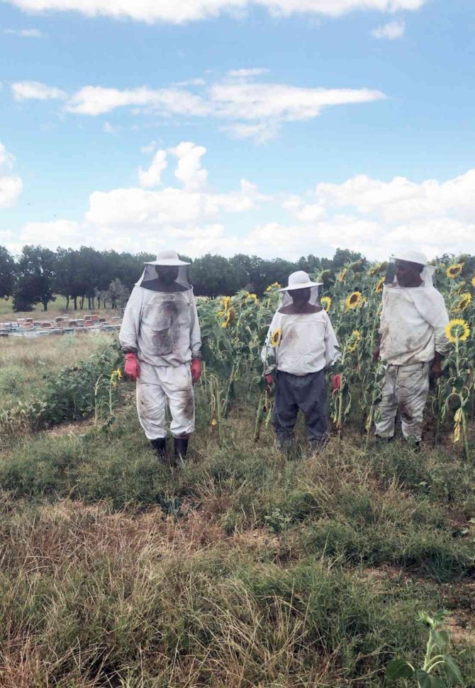 Trakya’daki Muğlalı Arıcılardan ‘Çayır Tırtılı’ İlaçlama Uyarısı