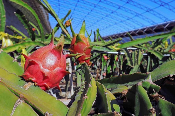 ‘Arıtma Suyu İle Tropik Sera’ Projesi Büyükşehir’e Ödül Getirdi