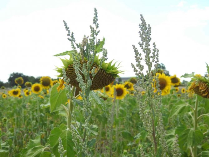 Ayçiçeği Hasadına Haftalar Kala Prof. Dr. Kaya, "Yeşil Ot Canavarı" Diyerek Büyük Tehlikeye Ve Verim Kaybına Dikkat Çekti