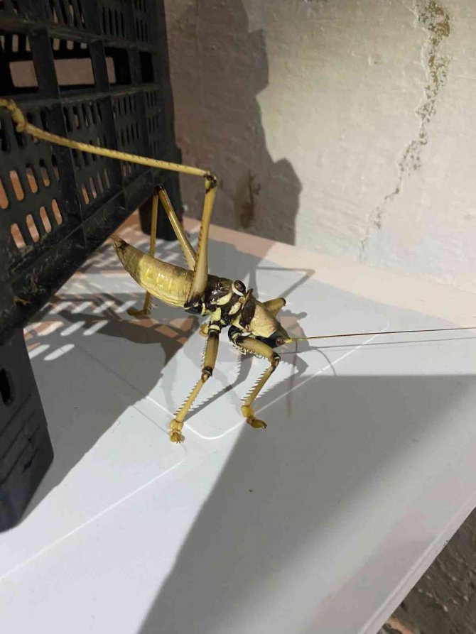 Elazığ’da Dev Çekirge Görüntülendi