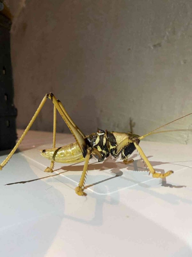 Elazığ’da Dev Çekirge Görüntülendi