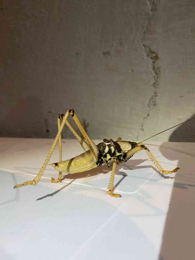 Elazığ’da Dev Çekirge Görüntülendi