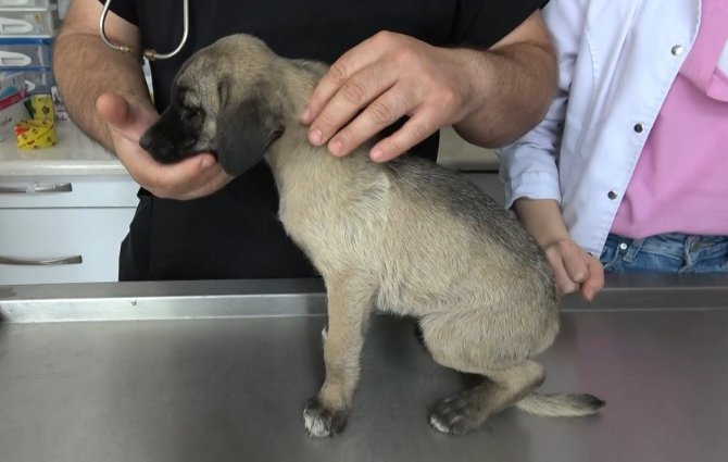 Uzmanlardan Kenelerin Evcil Hayvanlarla Yayılmasına Karşı Uyarı