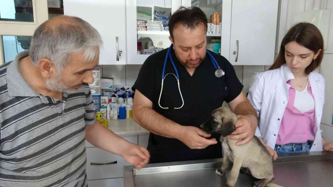 Uzmanlardan Kenelerin Evcil Hayvanlarla Yayılmasına Karşı Uyarı