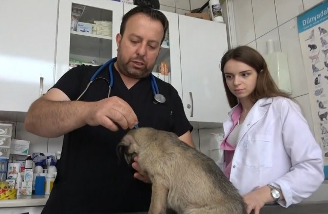 Uzmanlardan Kenelerin Evcil Hayvanlarla Yayılmasına Karşı Uyarı