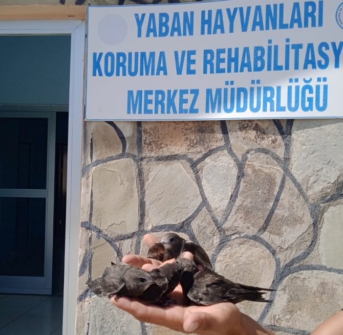 Tedavileri Ve Rehabilitasyonları Tamamlanan Kuşlar Doğaya Bırakıldı