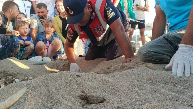 Yuvadan Çıkamayan Caretta Carettalar Jandarma Tarafından Denizle Buluşturuldu