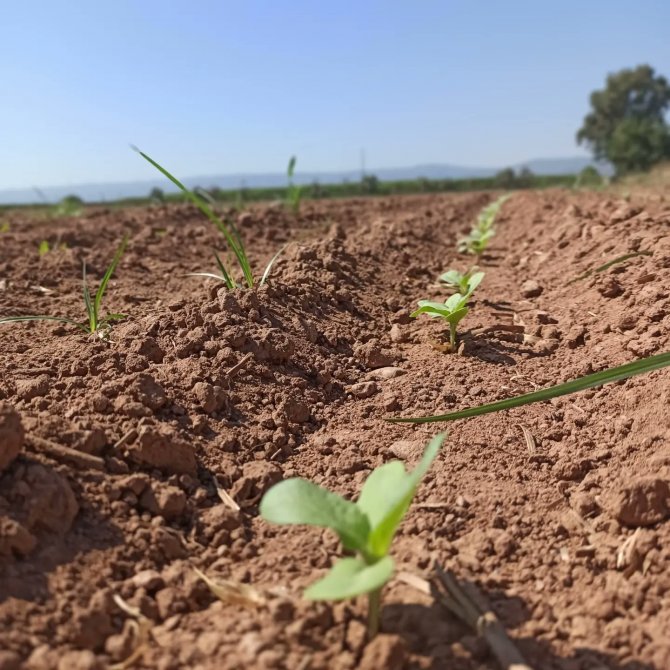 Efeler’de Ayçiçeği Tarlaları Taranıyor
