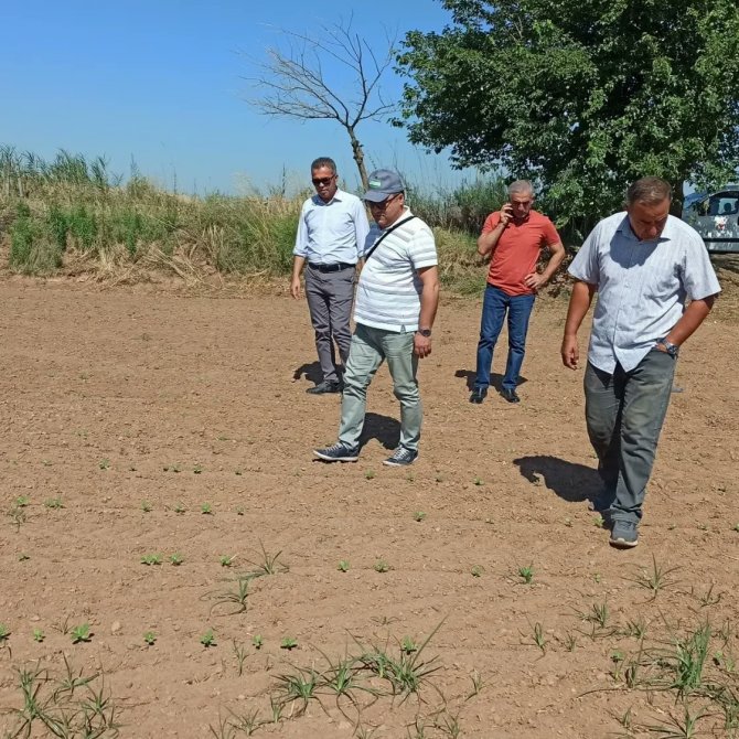 Efeler’de Ayçiçeği Tarlaları Taranıyor