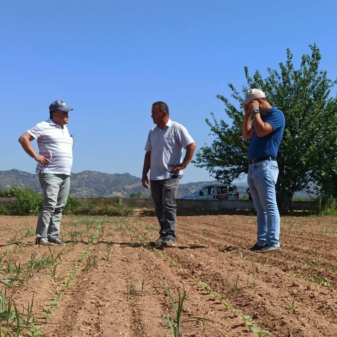 Efeler’de Ayçiçeği Tarlaları Taranıyor