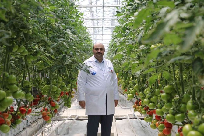 Jeotermal Enerji Ve Yakılan Atıklardan Elde Edilen Enerjiyle Kurulan Domates Serasında Hasat Zamanı