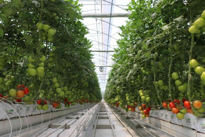 Jeotermal Enerji Ve Yakılan Atıklardan Elde Edilen Enerjiyle Kurulan Domates Serasında Hasat Zamanı