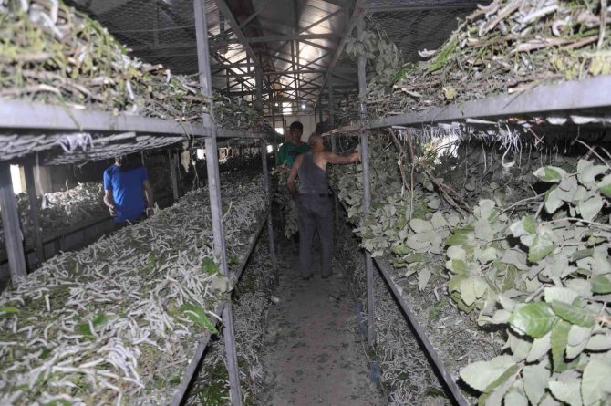 Sason’da İpek Böceğinden Bir Ayda 1 Milyon Tl’lik Kazanç Sağlandı