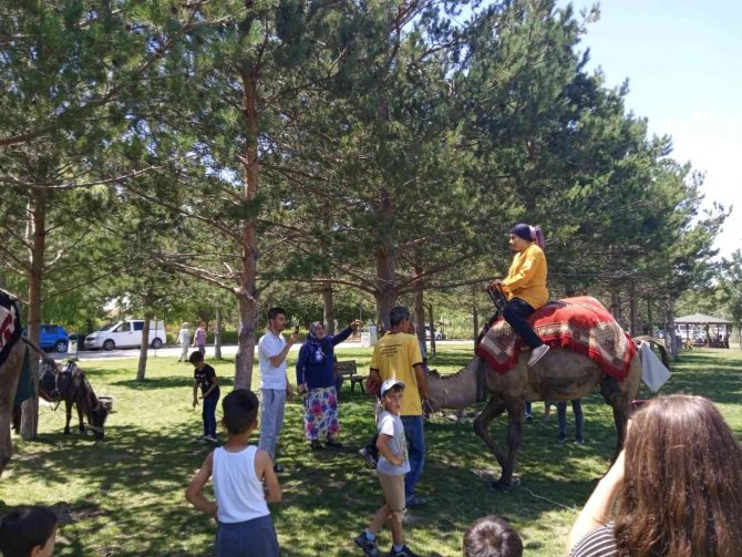 Bayburt’ta Develer Ve Midilli Atları İlgi Odağı Oldu