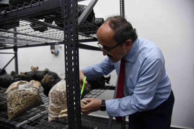 Düzce Üniversitesi’nden Mantar Üretiminde Bir İlk