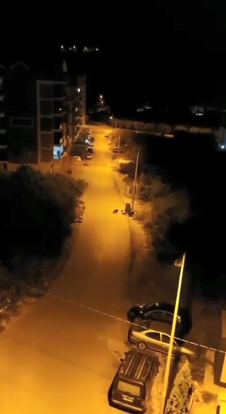 Bursa’da Aç Kalan Domuz Sürüsü Şehir Merkezine İndi