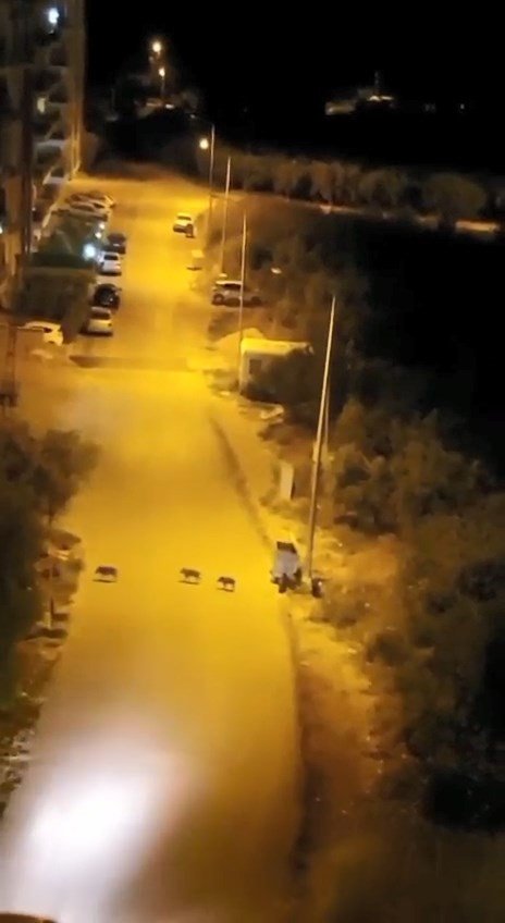 Bursa’da Aç Kalan Domuz Sürüsü Şehir Merkezine İndi