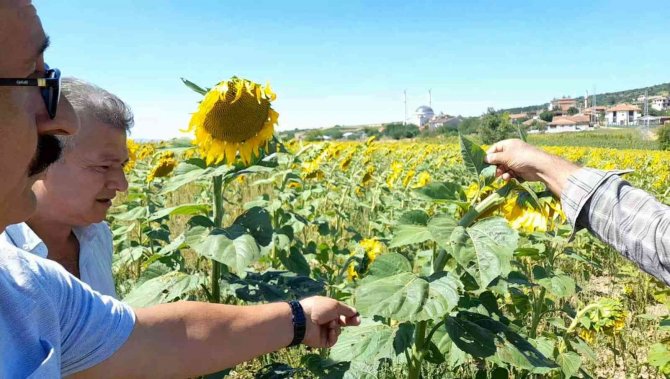 Bursa’da Ayçiçeği Tarlalarında Çayır Tırtılı İstilası