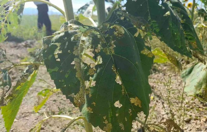 Bursa’da Ayçiçeği Tarlalarında Çayır Tırtılı İstilası