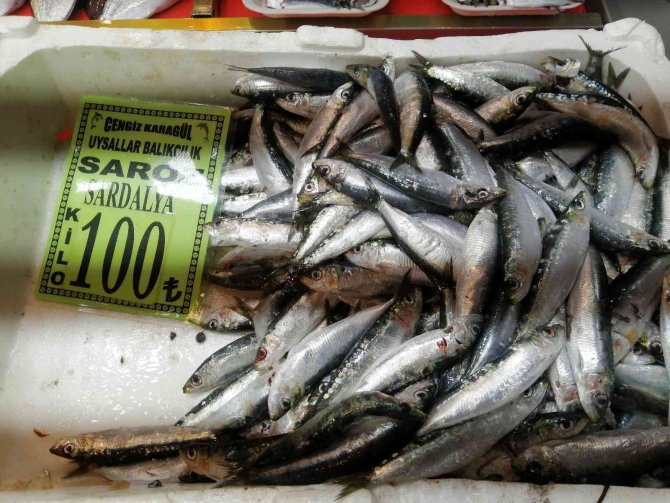 Geçtiğimiz Hafta 150 Liraya Kadar Ulaşan Sardalyanın Kilosu 100 Liraya Düştü