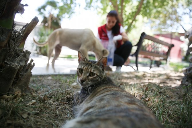 Denizli’de Pet Kafe Ve Mama Üretim Tesisi Yoğun Mesai Harcıyor