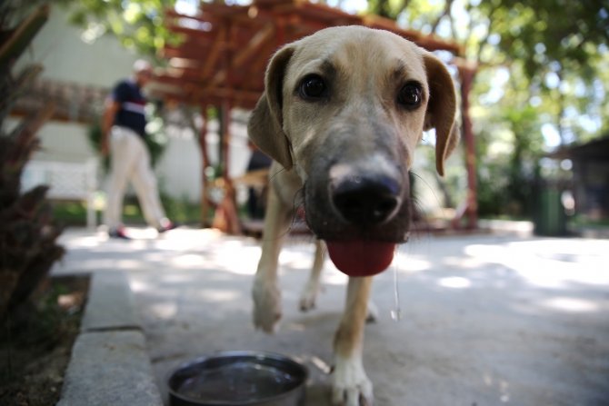 Denizli’de Pet Kafe Ve Mama Üretim Tesisi Yoğun Mesai Harcıyor