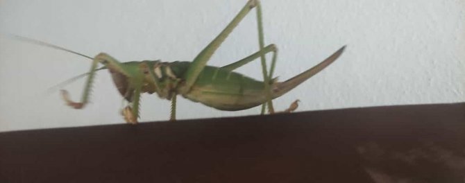 Elazığ’da Dev Çağaboğan Çekirgesi Görüldü