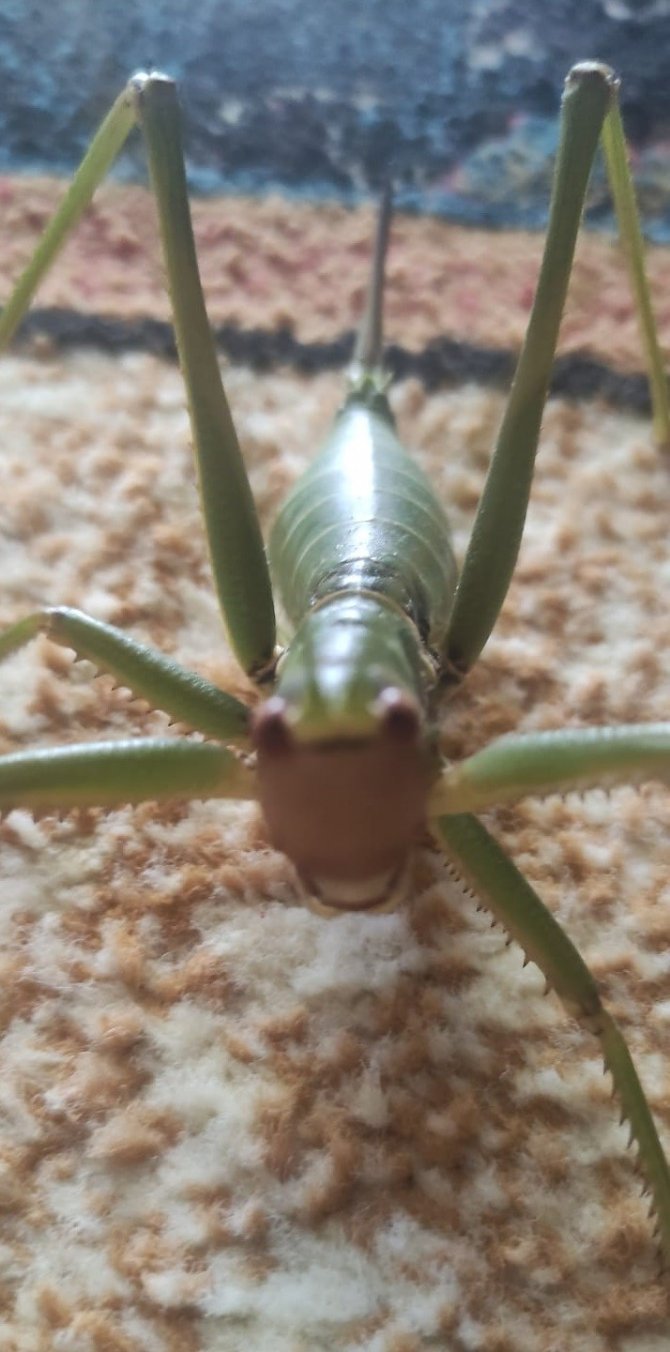 Elazığ’da Dev Çağaboğan Çekirgesi Görüldü