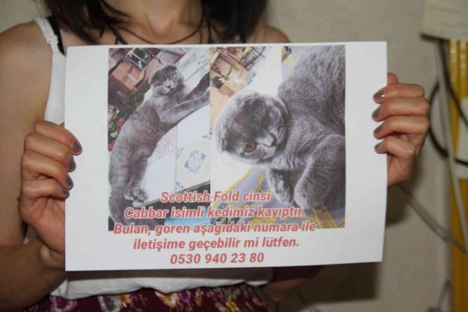 Çalınan Kedisi İçin Seferber Oldu, Geri Getirirlerse Şikayetçi Olmayacak