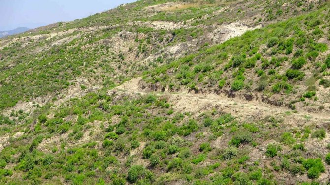 Geçen Yıl Yanan Ormanlık Alan Küllerinden Yeniden Doğdu