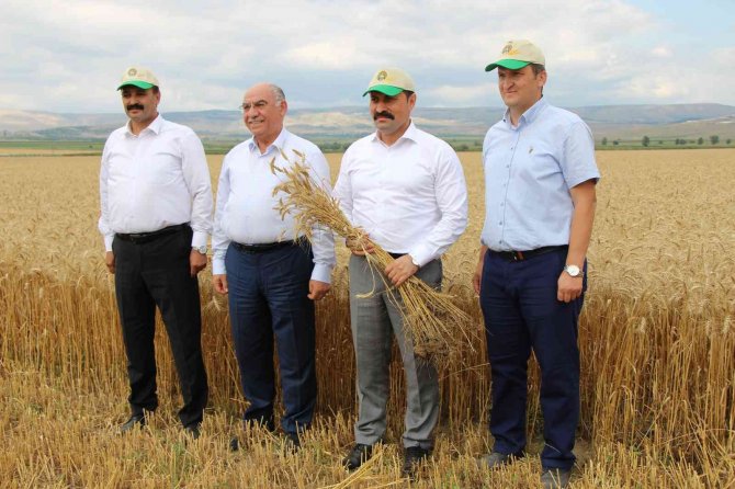 Geçen Yılın En Kurak Kenti Amasya’da Yağışlar Berekete Dönüştü
