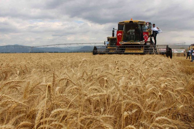 Geçen Yılın En Kurak Kenti Amasya’da Yağışlar Berekete Dönüştü