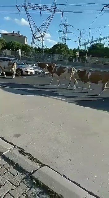 Havalimanı Yolunda Hayvan Sürüsü Trafiği Kapattı