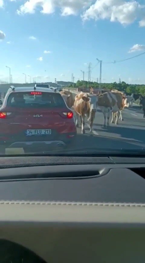 Havalimanı Yolunda Hayvan Sürüsü Trafiği Kapattı