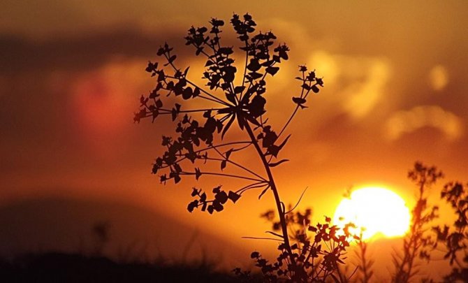 Ormanlık Alanlara Girişler 31 Ağustos’a Kadar Yasaklandı