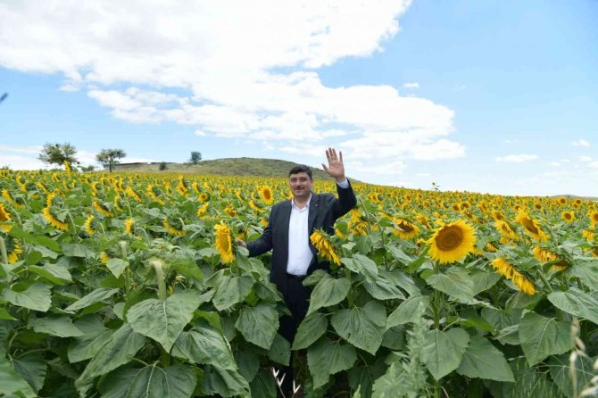 Kahramankazan Ovası Sarıya Boyandı