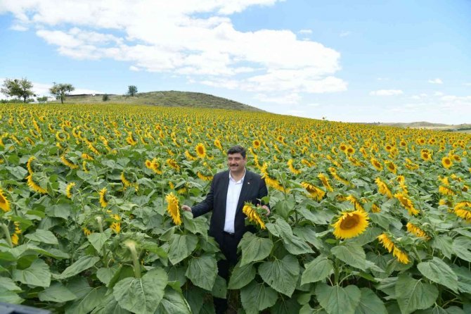 Kahramankazan Ovası Sarıya Boyandı