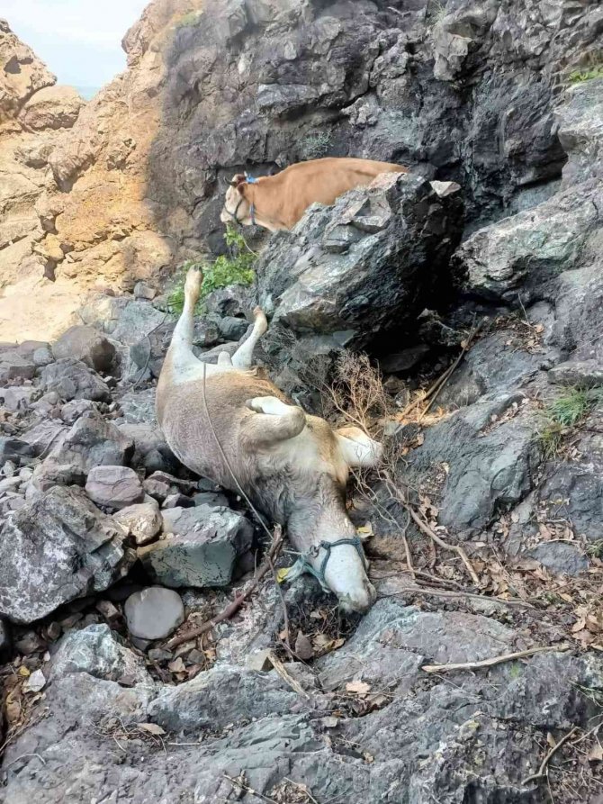 Aç Kalan Ayının Kovaladığı Büyükbaş Hayvanlar Uçuruma Yuvarlandı
