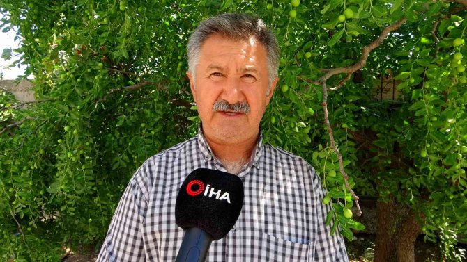 Geçen Yıl Yanan Ormanlık Alan Küllerinden Yeniden Doğdu