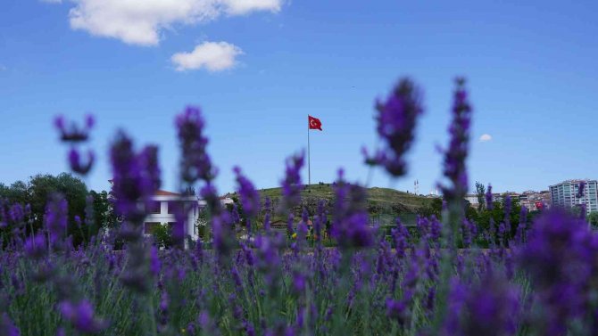 Aromatik Bitkiler Bahçesi’nde Açan Kartpostallık Lavanta Görüntüsü