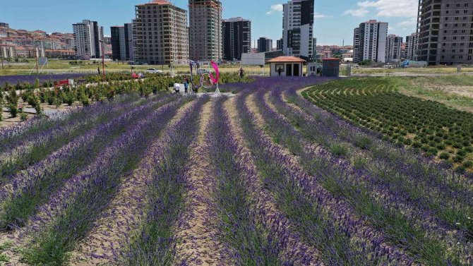Aromatik Bitkiler Bahçesi’nde Açan Kartpostallık Lavanta Görüntüsü