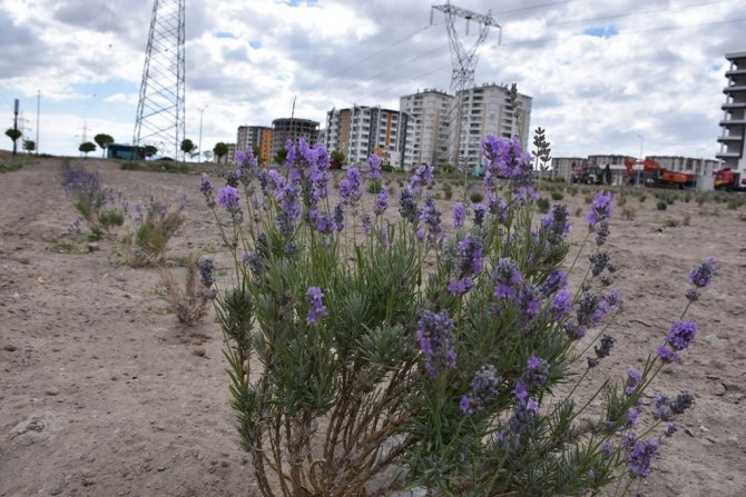 Kayseri, Lavanta Bahçesine Dönüşüyor