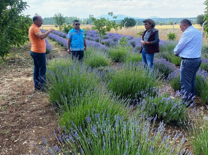 Kütahya’da Kadın Üreticiden Lavanta Üretimi