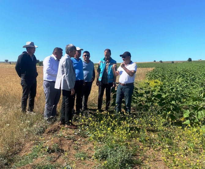 Müdür Özçalık Ve Rektör Uysal Ayçiçeği Tarlalarını Gezdi