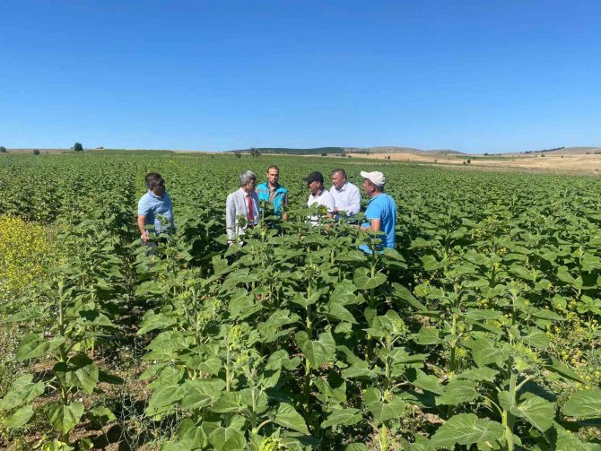 Müdür Özçalık Ve Rektör Uysal Ayçiçeği Tarlalarını Gezdi