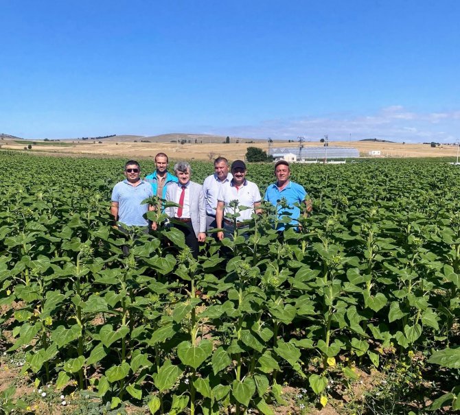 Müdür Özçalık Ve Rektör Uysal Ayçiçeği Tarlalarını Gezdi